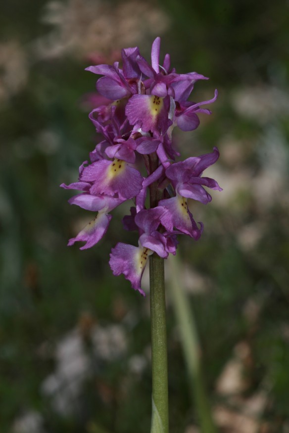 orchis pauciflora, mascula e ibridi